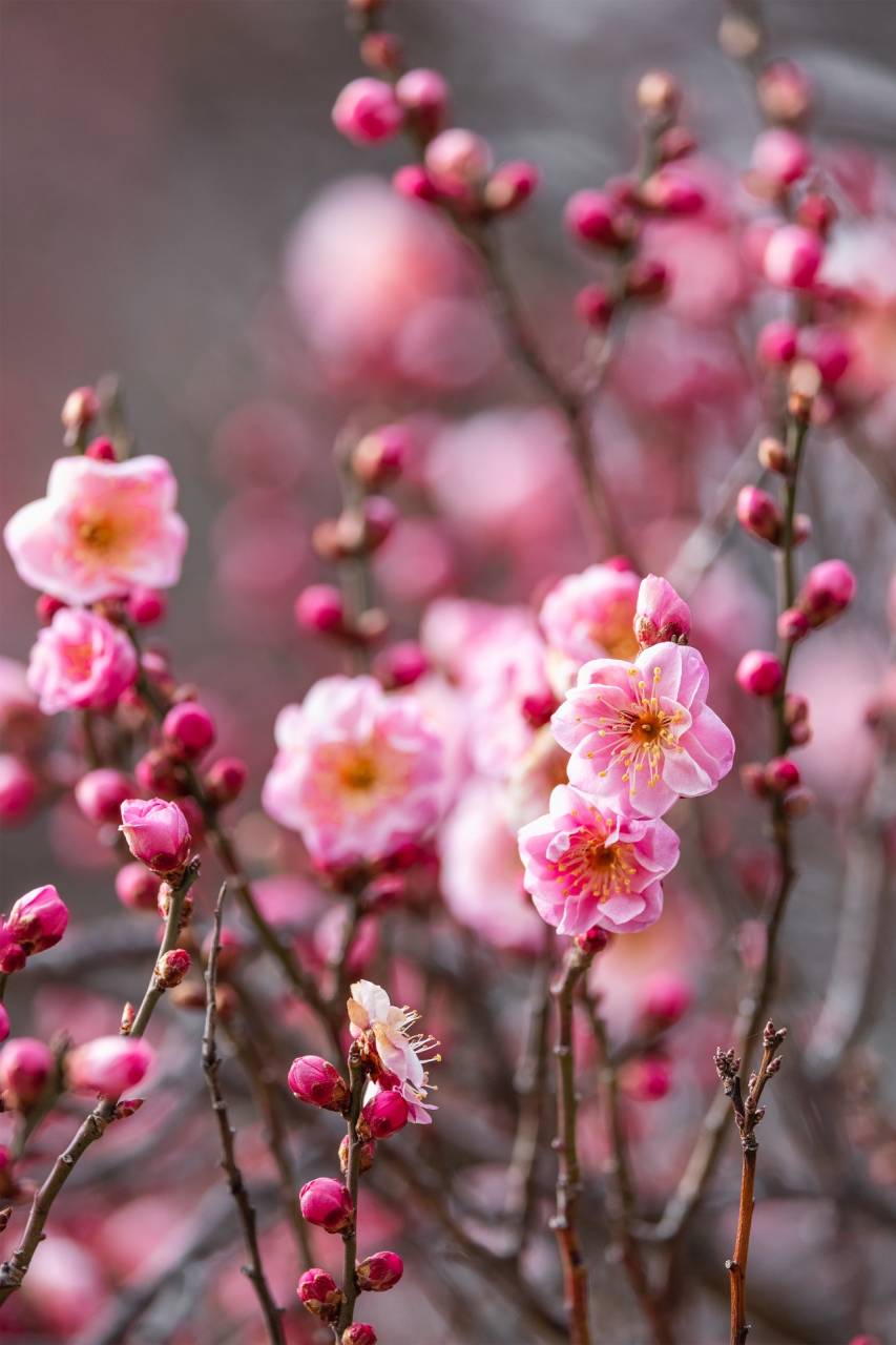 豊田市『春のイベント情報』