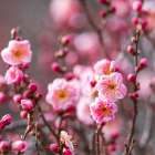 豊田市『春のイベント情報』